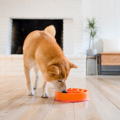 Миска OutwardHound для медленного поедания "Водоворот" для собак, оранжевая фото 2