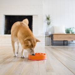 Миска OutwardHound для медленного поедания "Водоворот" для собак, оранжевая фото 4