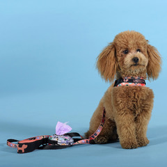 Шлейка United Pets для собак Complete me Forever 2,5 x 40-54 см, оранжевая с рисунком фото 8