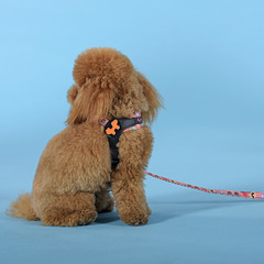 Шлейка United Pets для собак Complete me Forever 2,5 x 40-54 см, оранжевая с рисунком фото 7
